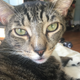 Image for article titled Does My Cat Look Fucked Up to You?